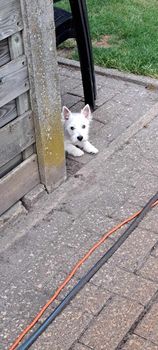 Luna hier net aangekomen en nog wat schuw.